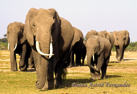 Elephant-family-herd-Amboseli-NP-Kenya